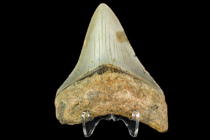 Fossil Megalodon Tooth - North Carolina #109893